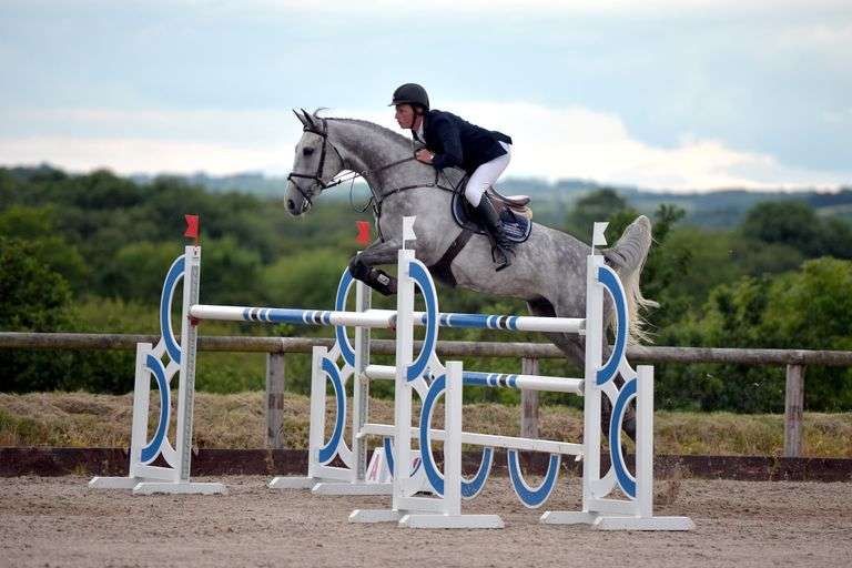 September 2nd- 10th Sport Horse Sale (Day 6)