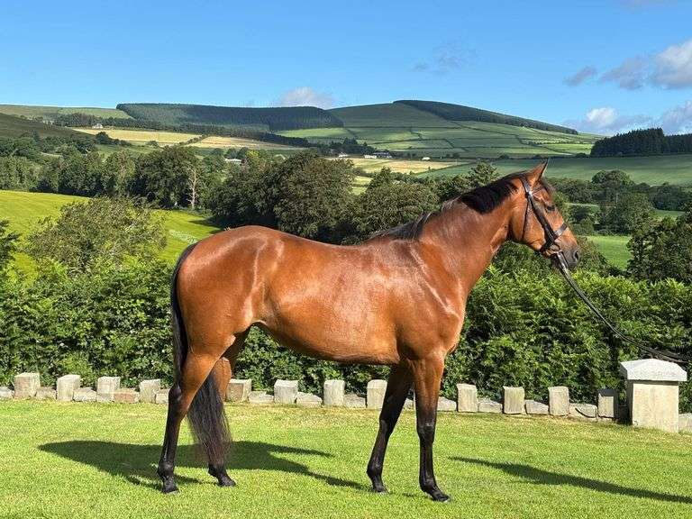 July 7th, 8th, 9th & 10th Sport Horse Performance Sale (Day 4)