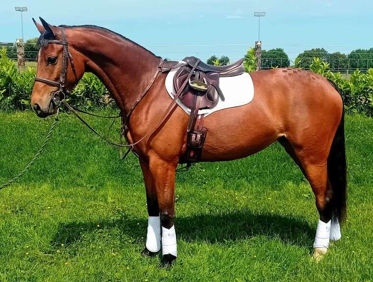 July 7th, 8th, 9th & 10th Sport Horse Performance Sale (Day 3)