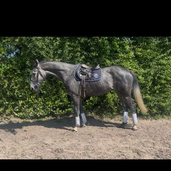 KILLYNURE LADY