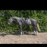 KILLYNURE LADY