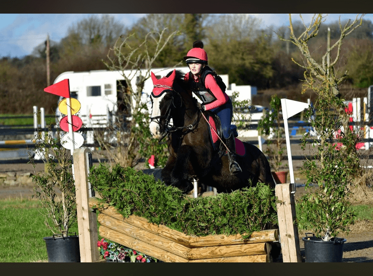 July 7th, 8th, 9th & 10th Sport Horse Performance Sale (Day 1)