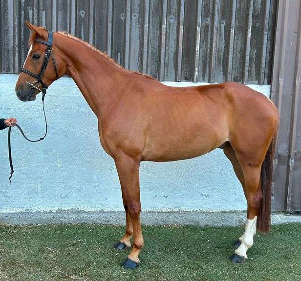 CAPPULCORRAGH GO DANCE