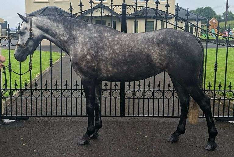 CURRAGHALEEN BOMBSHELL