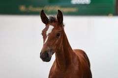 Cookstown Emerald Lux
