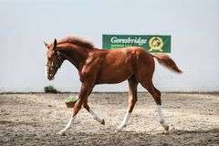 Gypsy Emerald Green