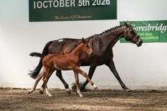 Cookstown Emerald Lux