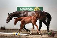 Cookstown Emerald Lux