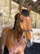 GRANGEBEG OBIE