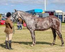 KILDALTON WONDER