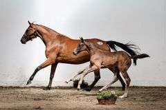 CBI Sniper