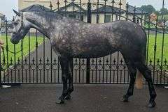 CURRAGHALEEN BOMBSHELL