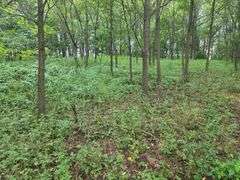 220+/- Acres White County Indiana Farm Auction