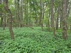 220+/- Acres White County Indiana Farm Auction