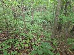 220+/- Acres White County Indiana Farm Auction