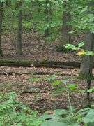 220+/- Acres White County Indiana Farm Auction