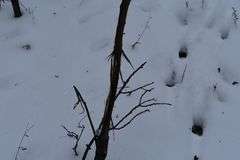 9 +/- Acres w/ House