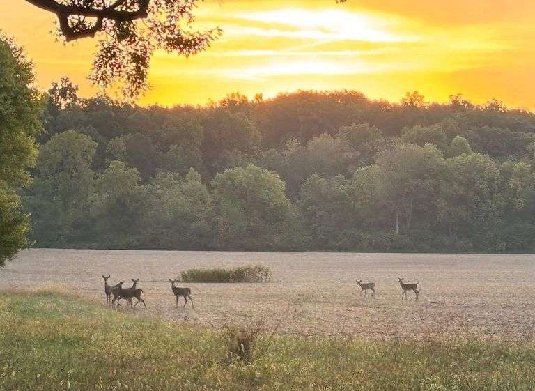 The Brigdeton 964 Acre +/- Hunting Lease