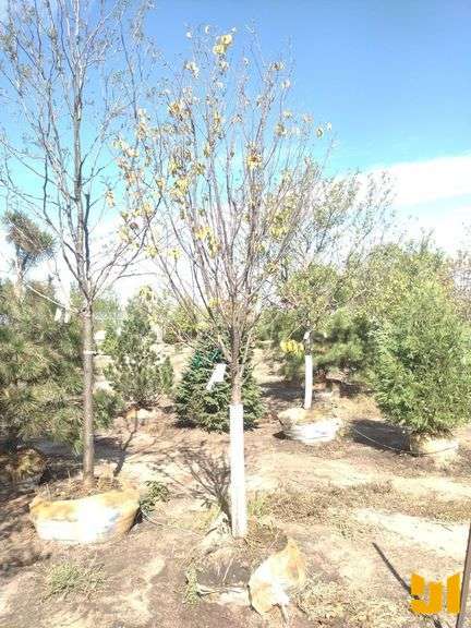 IVORY SILK JAPANESE LILAC TREE 2.5"