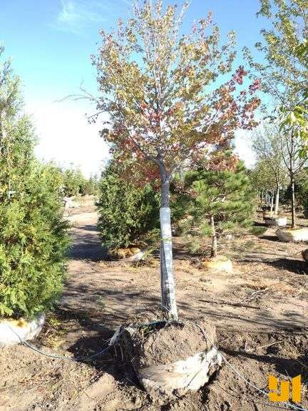SUN VALLEY RED MAPLE 3.5"