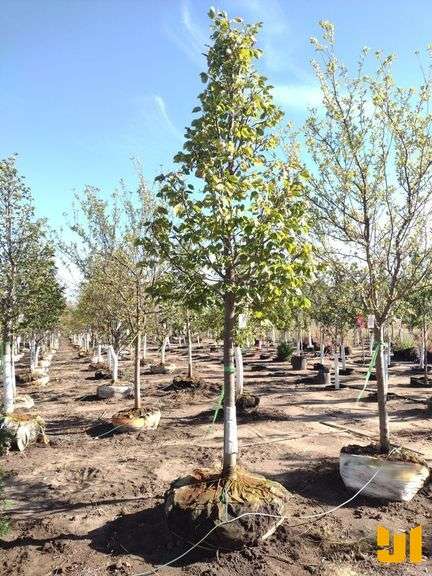 REDMOND LINDEN 3.5"