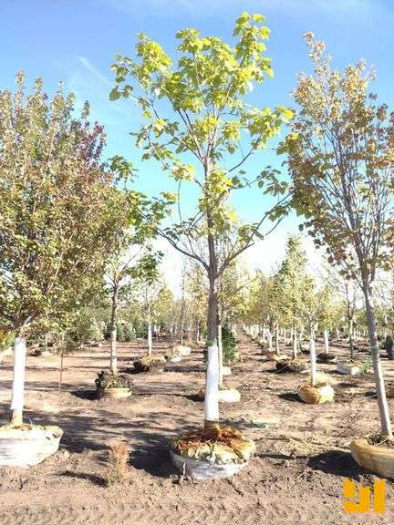 NORTHERN CATALPA 4"