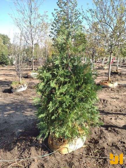 TECHNY ARBORVITAE 4"