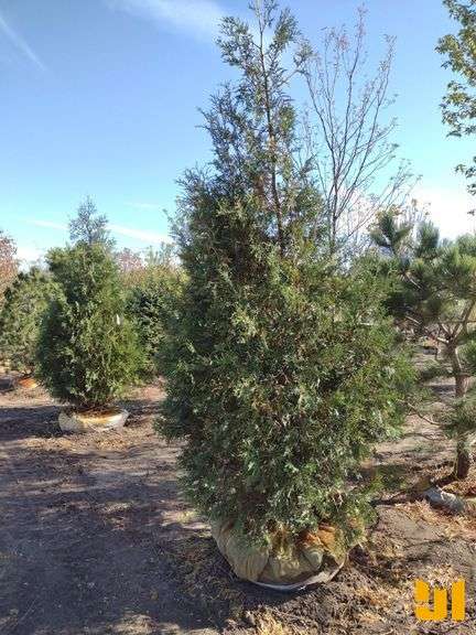 TECHNY ARBORVITAE 8'