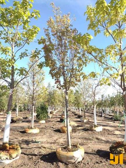 BOWHALL RED MAPLE 3"