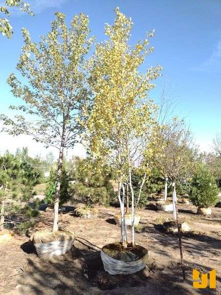 WHITE SPIRE BIRCH CLUMP 12'