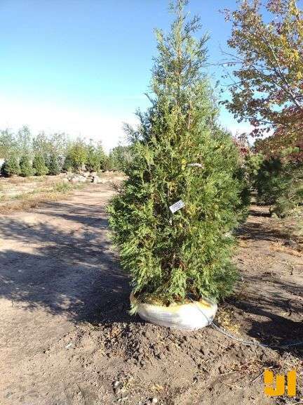 TECHNY ARBORVITAE 8'