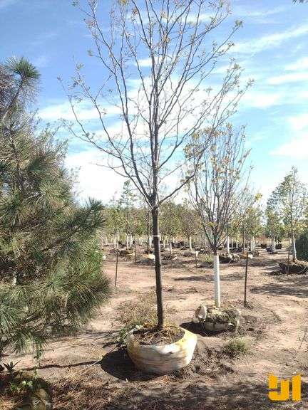 STREET KEEPER HONEYLOCUST 3.5"