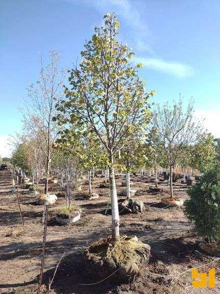 REDMOND LINDEN 3.5"