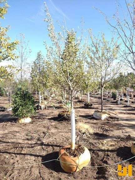 AUTUMN GOLD GINGKO 2.5"
