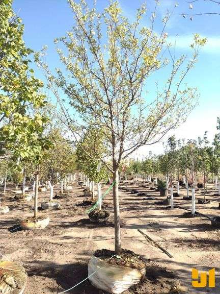 HARVEST GOLD CRABAPPLE 3.5"