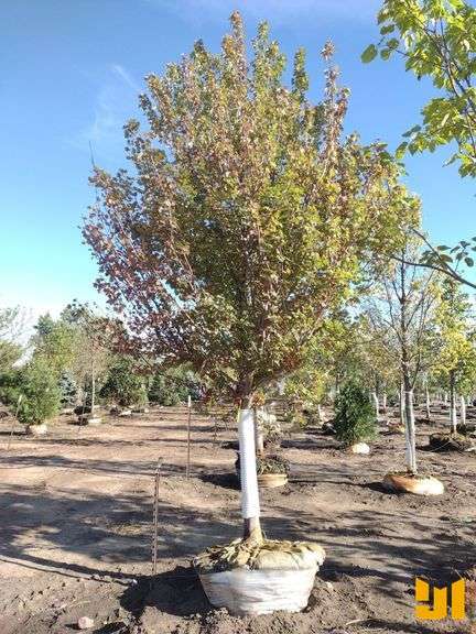 BRANDYWINE RED MAPLE 4"