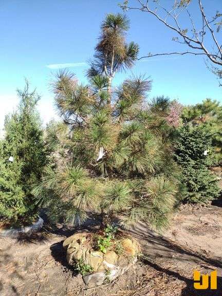 PONDEROSA PINE 9' *