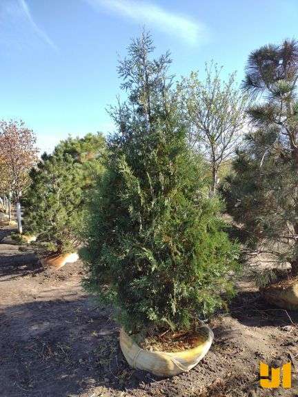 TECHNY ARBORVITAE 8'