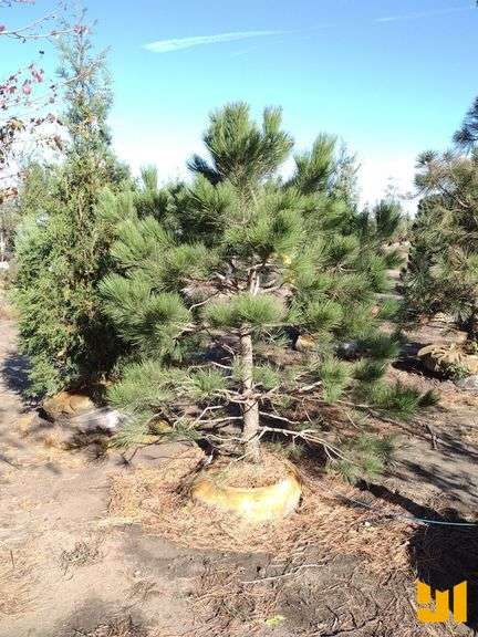 PONDEROSA PINE 6' *