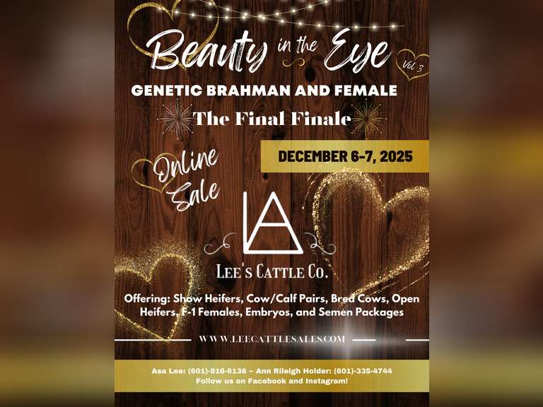 "Beauty in the Eye" Genetic Brahman and Female Online Sale