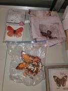Collection of Framed Butterfly art and shower curtain