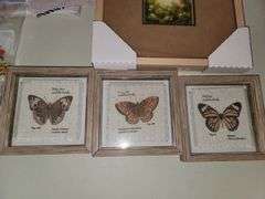 Collection of Framed Butterfly art and shower curtain