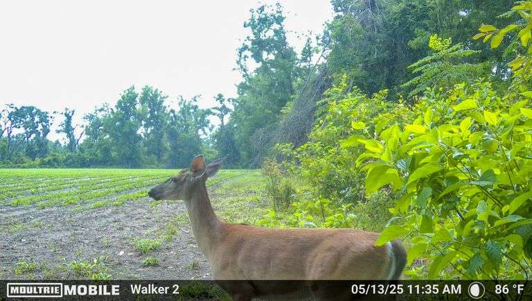 County Rd. 534 - 114 Acres - Lafayette County, FL