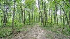 Cox Rd. Multi-parcel Auction. Hocking County, OH