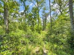 County Rd. 534 - 114 Acres - Lafayette County, FL