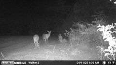 County Rd. 534 - 114 Acres - Lafayette County, FL