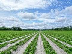 County Rd. 534 - 114 Acres - Lafayette County, FL