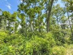 County Rd. 534 - 114 Acres - Lafayette County, FL