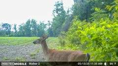 County Rd. 534 - 114 Acres - Lafayette County, FL