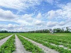 County Rd. 534 - 114 Acres - Lafayette County, FL